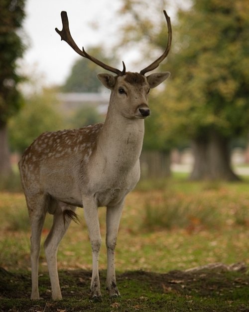 Dunham Massey Deer Park