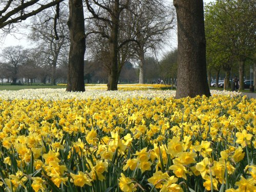 Daffodils in Greenwich Park