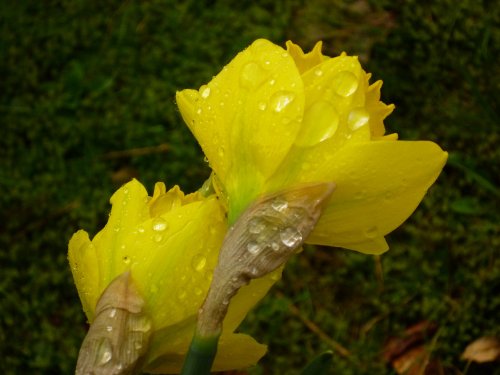 Daffodils