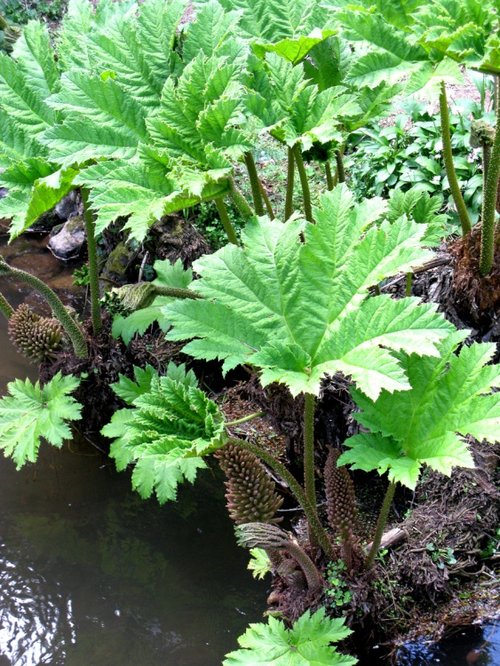 Dunster Castle & Garden
