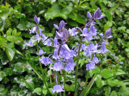 Dunster Castle & Garden
