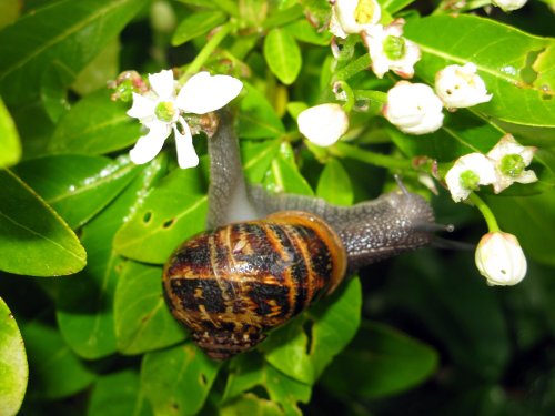 Dunster Castle & Garden