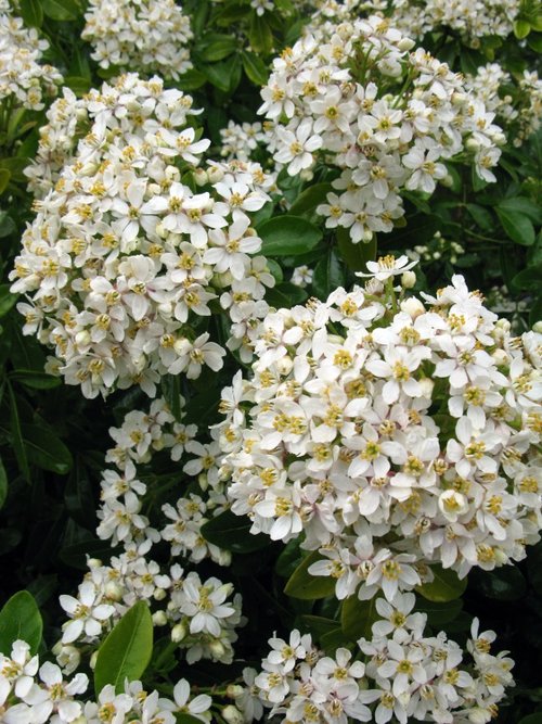 Dunster Castle & Garden