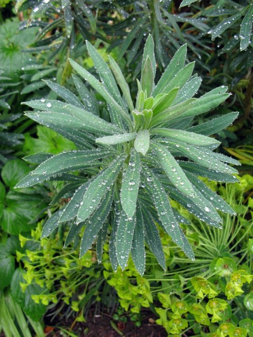 Dunster Castle & Garden