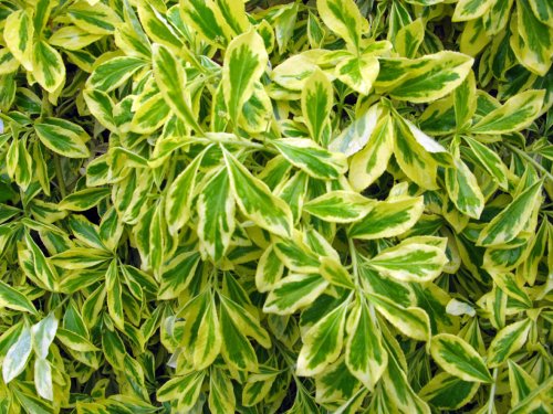 Dunster Castle & Garden