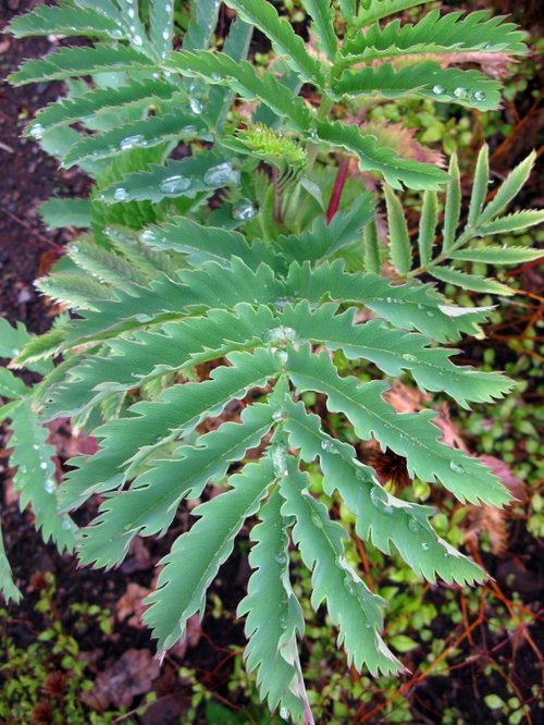 Dunster Castle & Garden