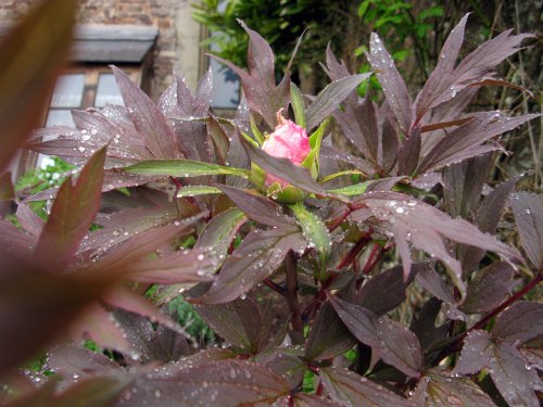 Dunster Castle & Garden
