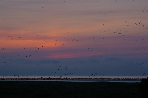 Sunset and geese