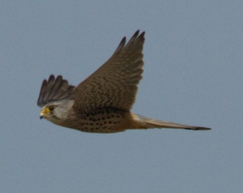 Kestral
