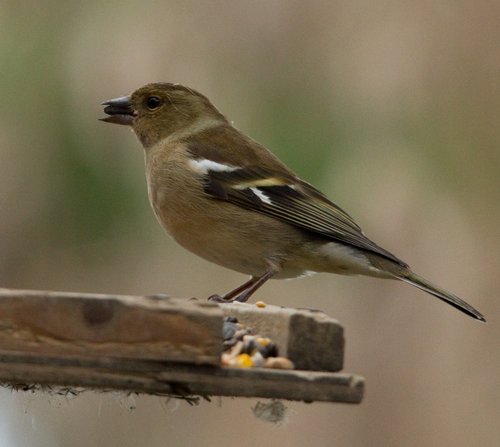 Potteric Carr Nature Reserve