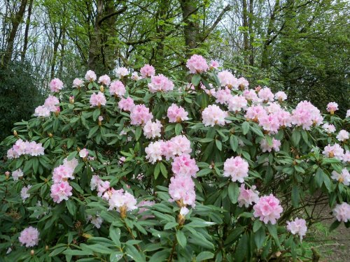 Rhododendron Hybrid 'Rosamundi' at Otterhead April 2011.