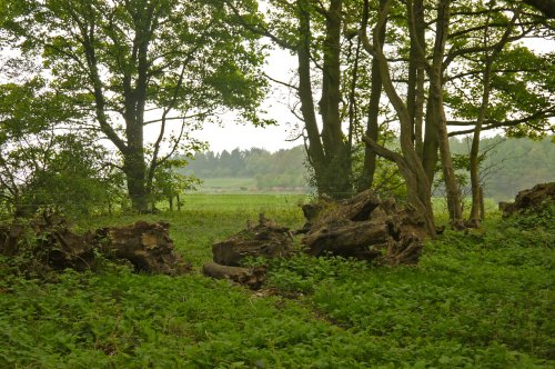Flatts Lane Woodland Country Park, North Yorkshire