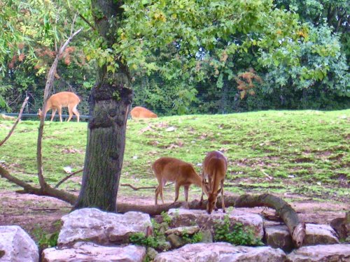 Chester Zoo