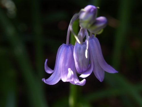 Blue Bells