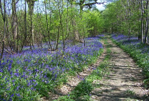 Sissinghurst woodland