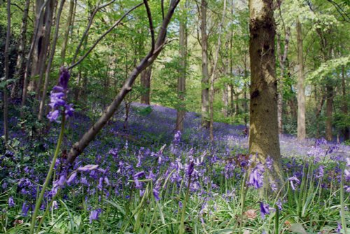 Bluebells