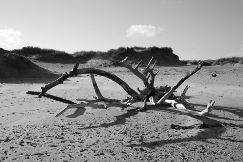 Drift Wood