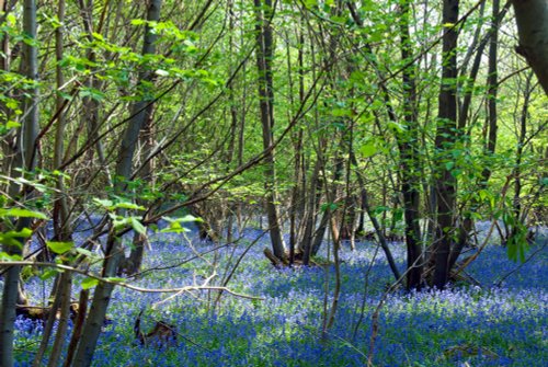 Bluebell Wood