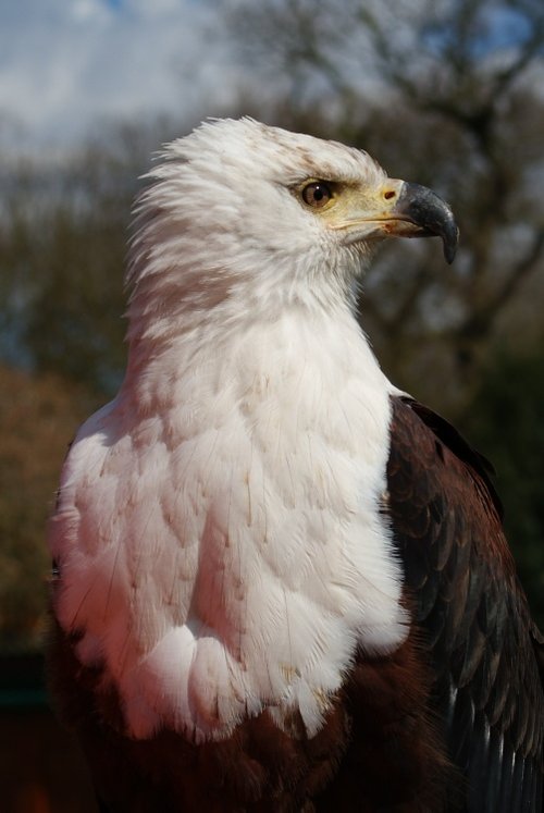 Asian Fish Eagle
