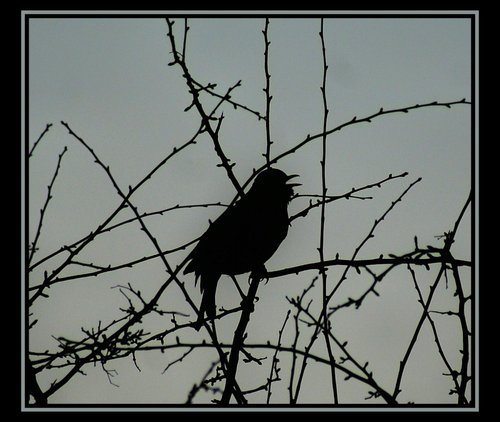 Bird Silhouette