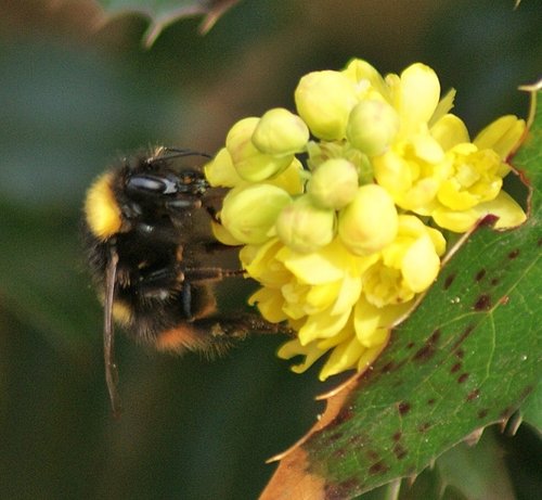 Beacon Hill Country Park