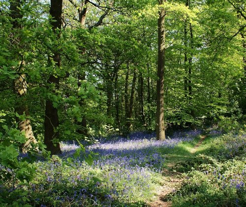 Beacon Hill Country Park