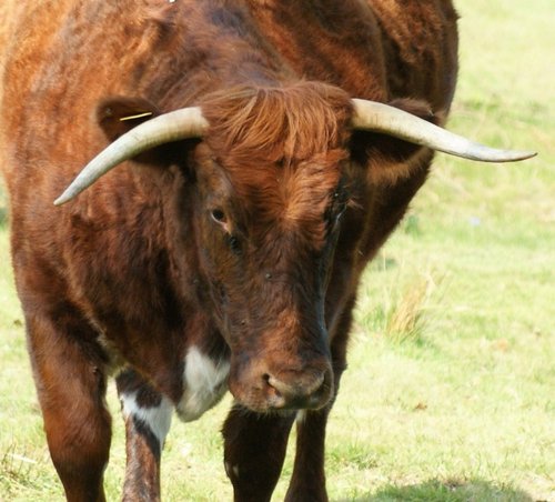 Longhorn Bull