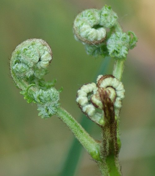 Beacon Hill Country Park