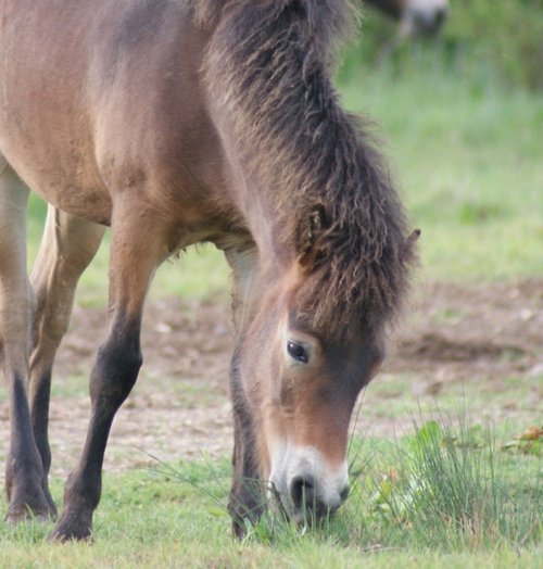 Cossington Meadows Nature Reserve