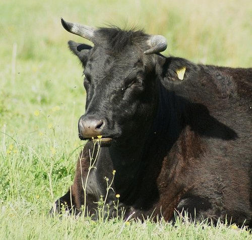 Cossington Meadows Nature Reserve