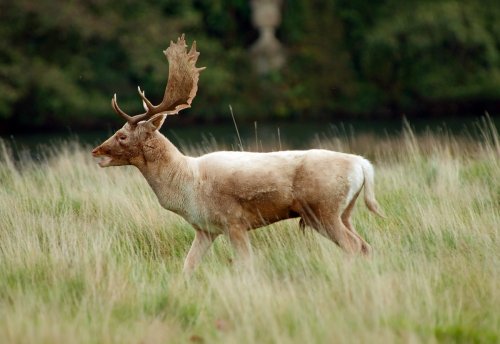 Petworth House & Park