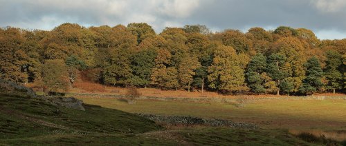 Bradgate Park