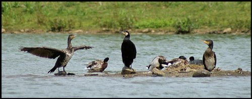 Cossington Meadows Nature Reserve