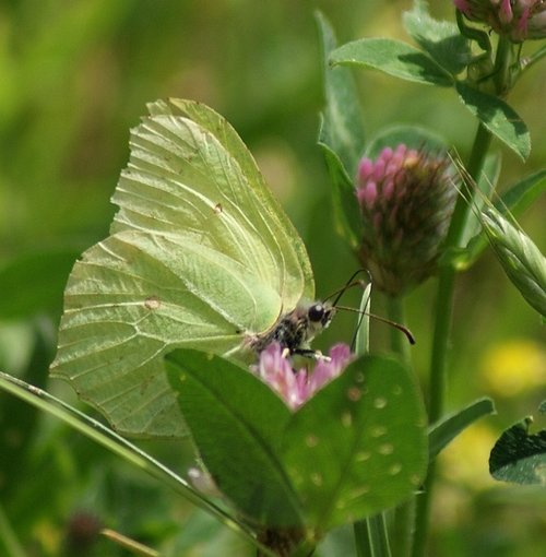 Cossington Meadows Nature Reserve