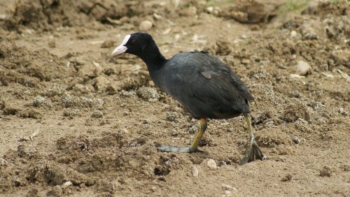 Cossington Meadows Nature Reserve