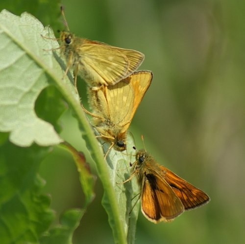 Cossington Meadows Nature Reserve