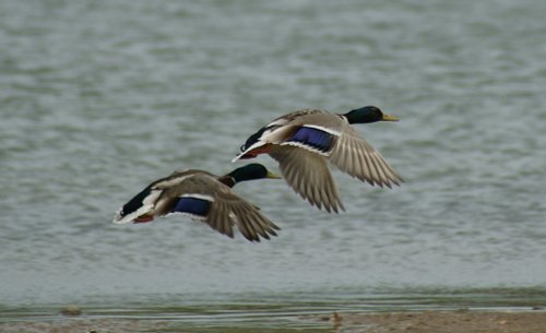Cossington Meadows Nature Reserve
