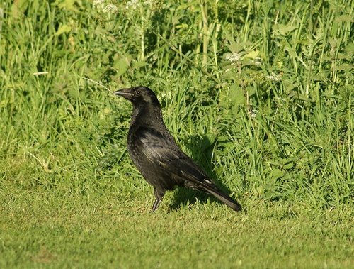 Coombe Abbey Country Park