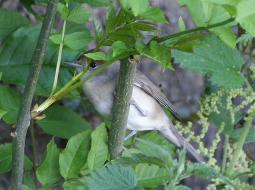 Female Blackcap
