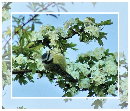 Blue Tit on Blossom