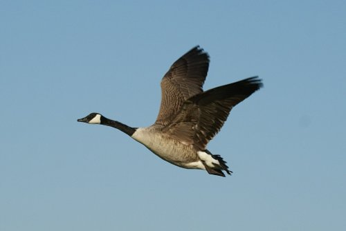 Watermead Country Park