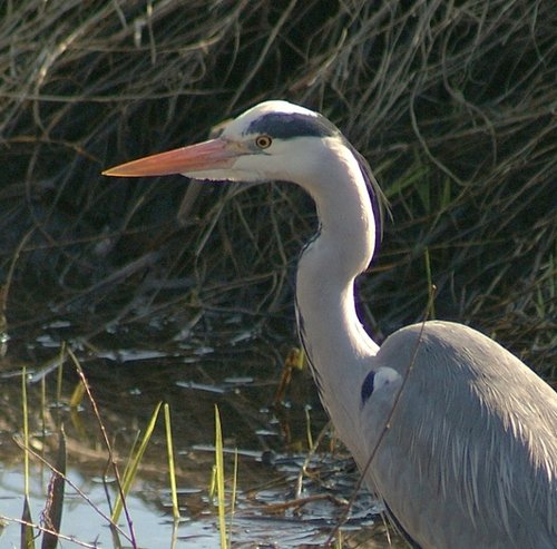 Heron at Watermead Country Park