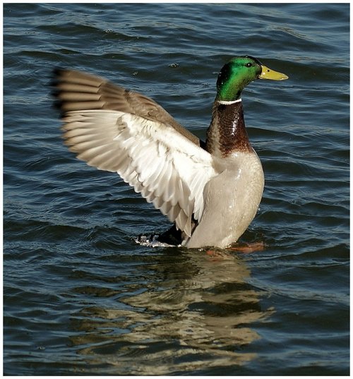 Mallard, Watermead Country Park