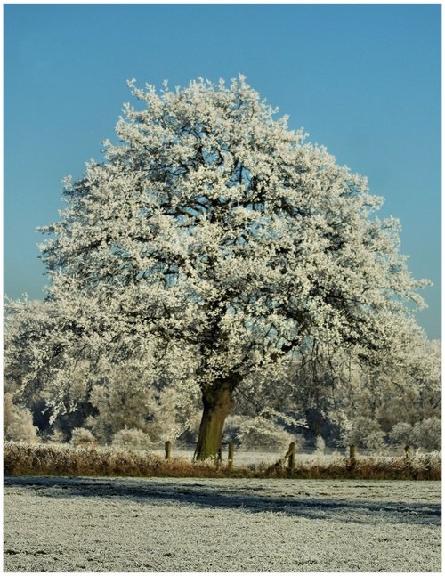 Frozen Tree