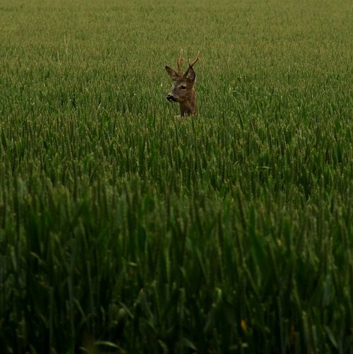 Roe Deer