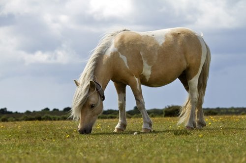 Shetland pony