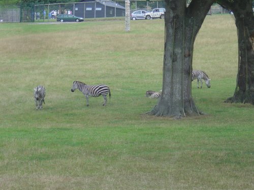 Longleat House & Safari Park