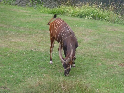 Longleat House & Safari Park
