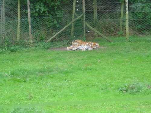 Longleat House & Safari Park