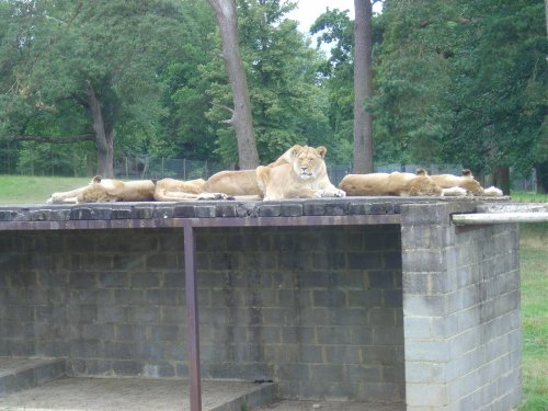 Longleat House & Safari Park